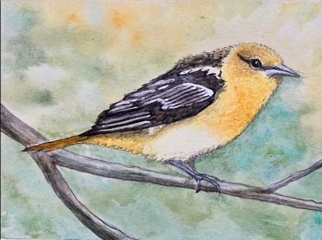 Lady Oriole