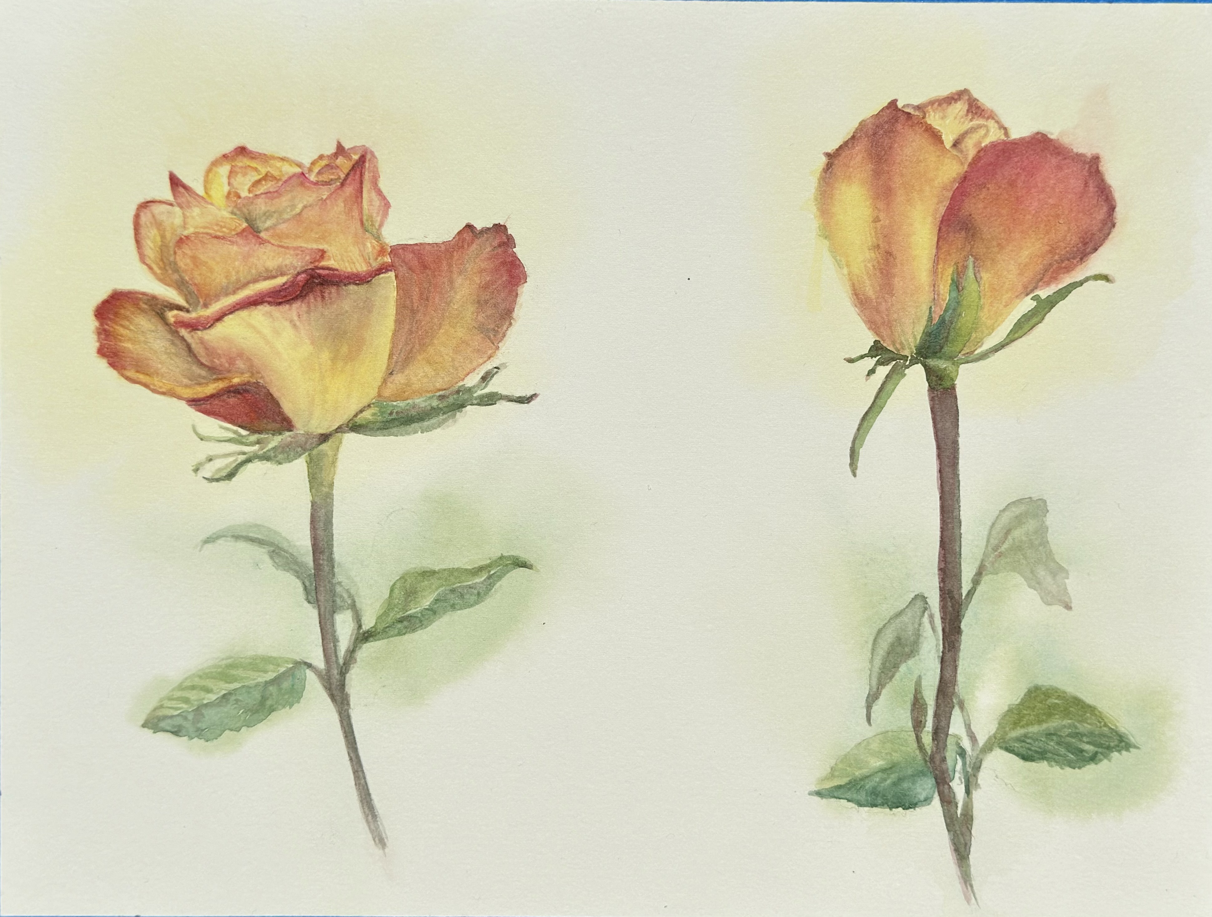 Dos Rosas de Mi Corazón