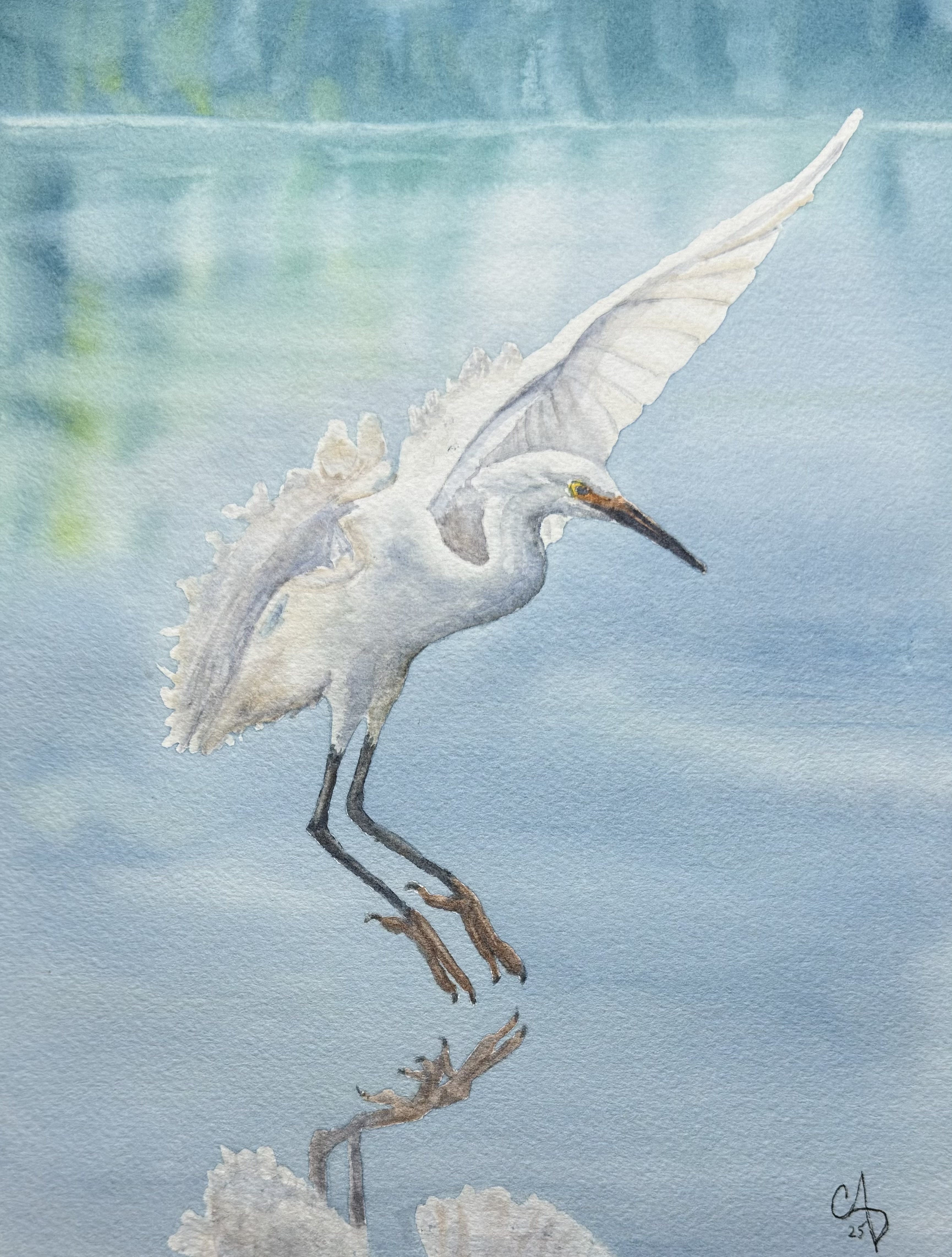 Resident Avian